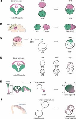 Application of Fused Organoid Models to Study Human Brain Development and Neural Disorders